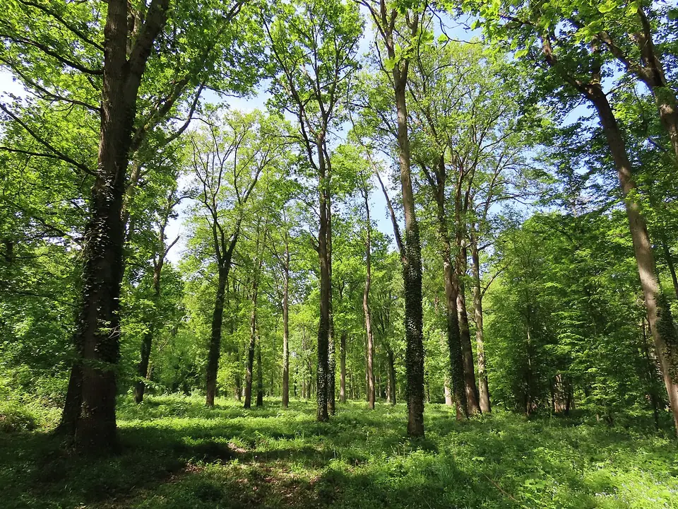 Forêt domaniale de Saint-Germain-en-Laye